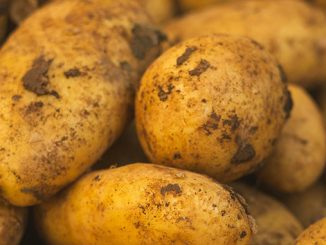 ბელგია, კარტოფილი, კრიზის