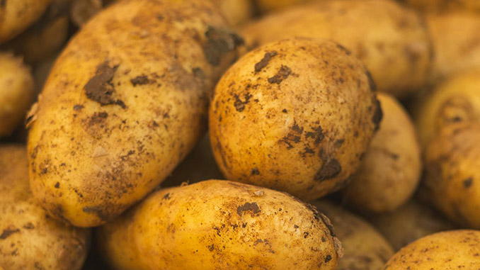 ბელგია, კარტოფილი, კრიზის