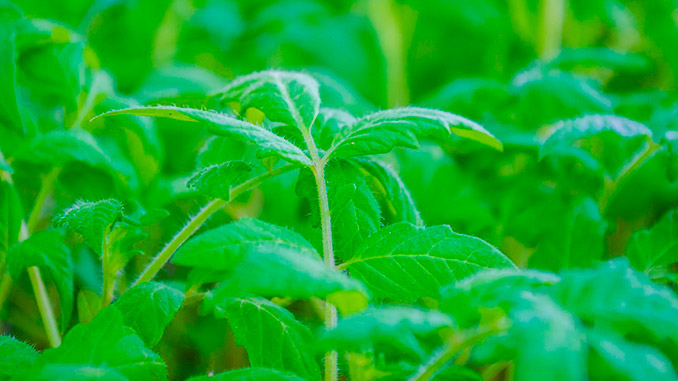 ბოსტნეულის, ჩითილების, გაკაჟება