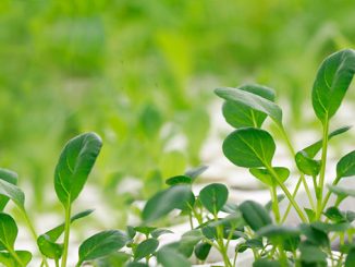 ბოსტნეულის, ჩითილების, გადარგვა