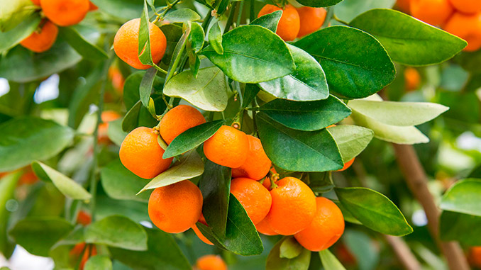 ციტრუსი, გაყიდვა, ესპანეთი