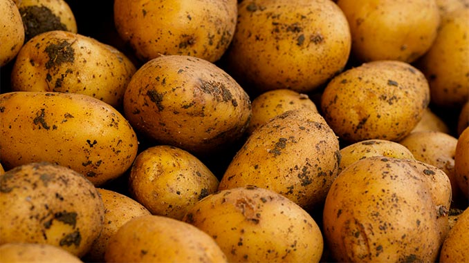 ევროპა, კარტოფილი, ჭარბწარმოება