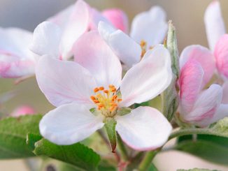 ფუტკრის, საკვები, ბაზა, საქართველო