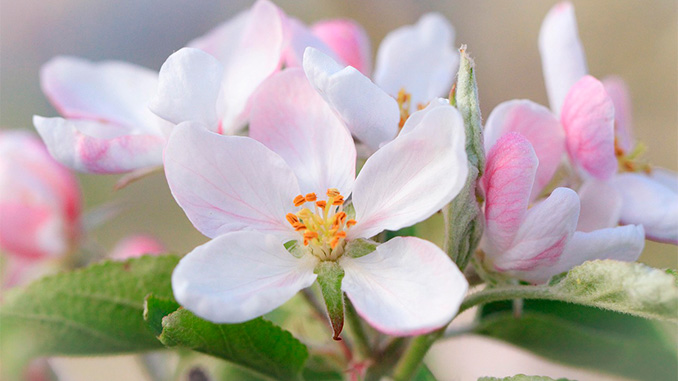 ფუტკრის, საკვები, ბაზა, საქართველო