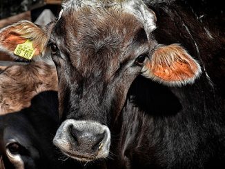 გაზაფხული, მცირე, ფერმაში