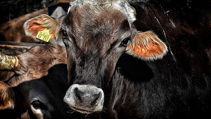 გაზაფხული, მცირე, ფერმაში