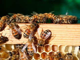 გაზაფხული, ფუტკარი, მეფუტკრე