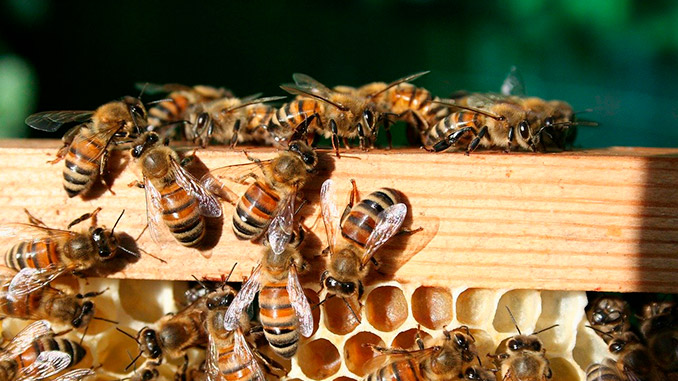 გაზაფხული, ფუტკარი, მეფუტკრე