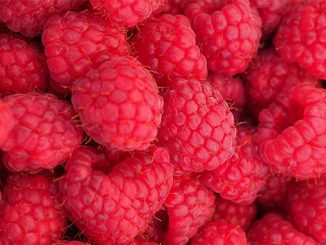 ჟოლო, მსოფლიო, წარმოება