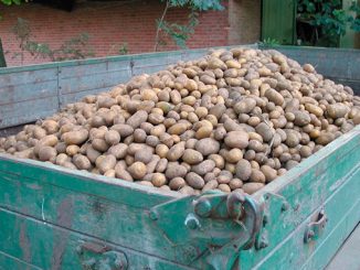 კარტოფილის, დარგვა, შეცდომები