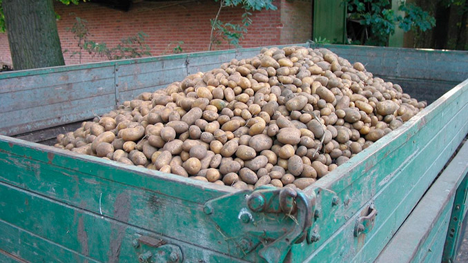 კარტოფილის, დარგვა, შეცდომები