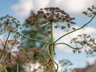 ინვაზიური, რუსეთი, დიყი