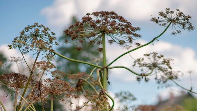 ინვაზიური, რუსეთი, დიყი