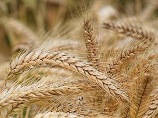 ხორბალი, მსოფლიო, ბაზარი