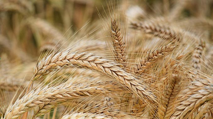 ხორბალი, მსოფლიო, ბაზარი