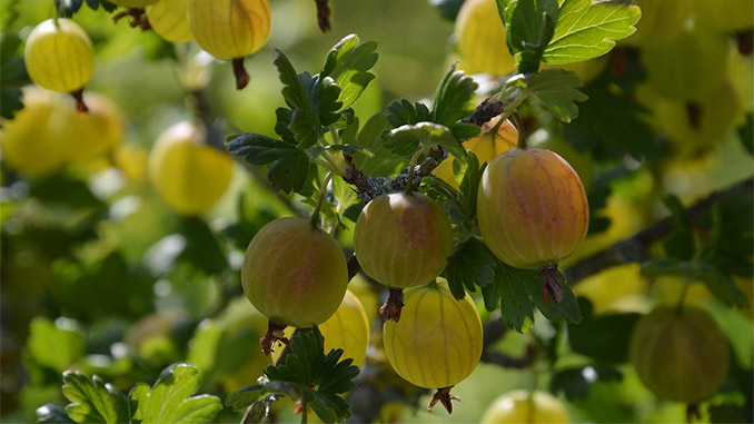 ხურტკმელის (კინკრიჟა), წარმოება, TOP ქვეყნები