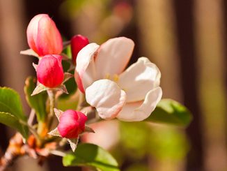 კვირტის, ფაზა