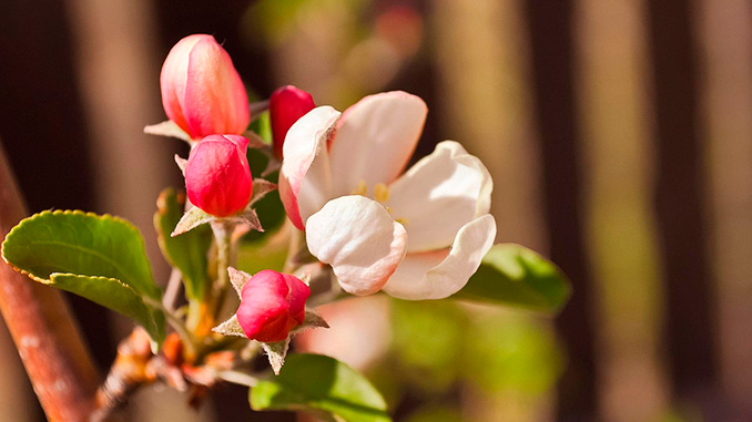 კვირტის, ფაზა