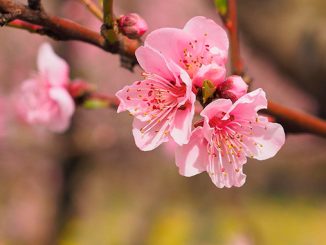 ბიომეურნეობა, მარტი, საქართველო