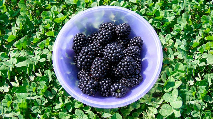 მაყვალი, მსოფლიო, წარმოება