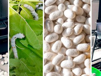 მეაბრეშუმეობა