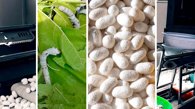 მეაბრეშუმეობა