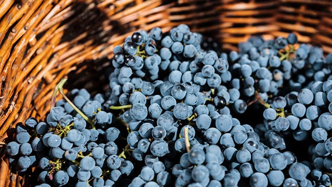 მევენახეობა, მეღვინეობა, ავსტრალია