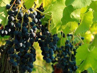 მევენახეობა, მეღვინეობა, გერმანია