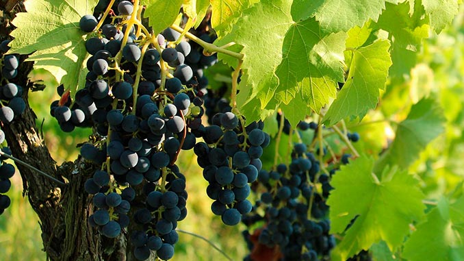 მევენახეობა, მეღვინეობა, გერმანია