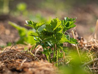 მულჩირება, მარტში, შეცდომები