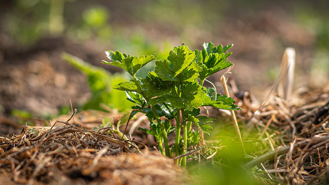 მულჩირება, მარტში, შეცდომები