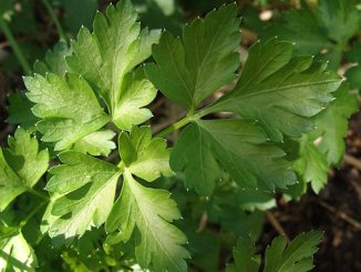 ოხრახუში, ბიომეურნეობა