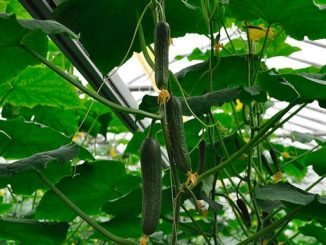 სათბურის, კიტრი, პოლონეთი