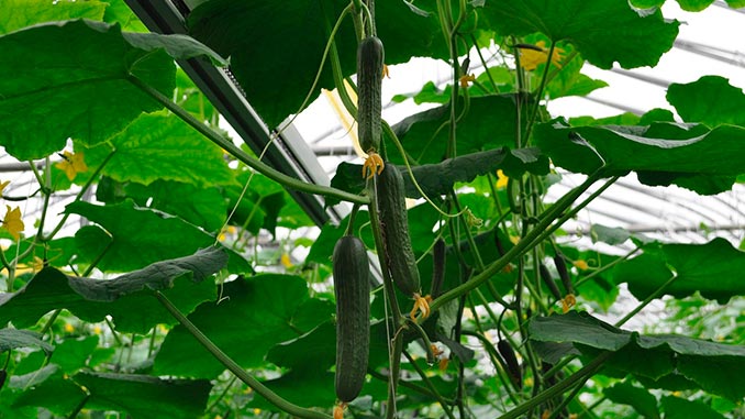 სათბურის, კიტრი, პოლონეთი