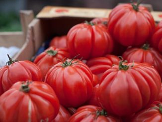 პომიდვრის, გენეტიკური, ბანკი, ევროკავშირი