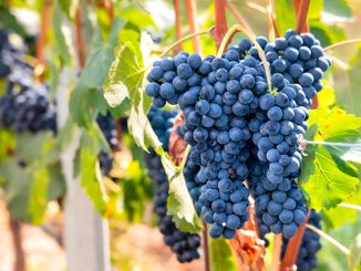 პორტუგალია, მევენახეობა, მეღვინეობა