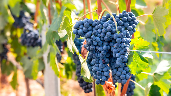 პორტუგალია, მევენახეობა, მეღვინეობა