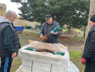 ქართული, ვენახი, ლევილში