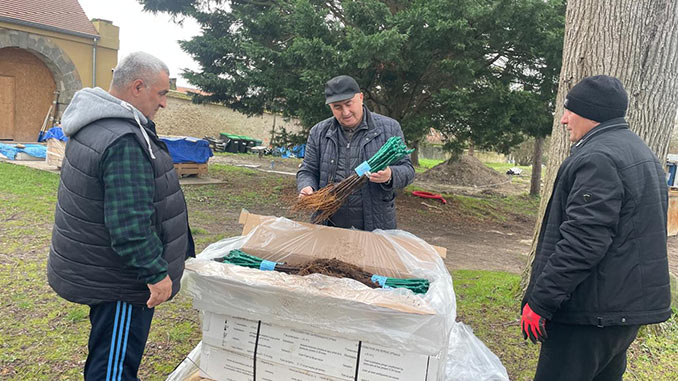 ქართული, ვენახი, ლევილში