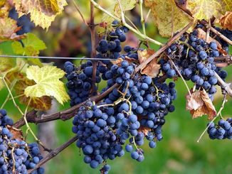 საბერძნეთი, მევენახეობა, მეღვინეობა