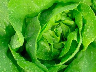 ბიოწარმოება, სალათის, ფურცელი