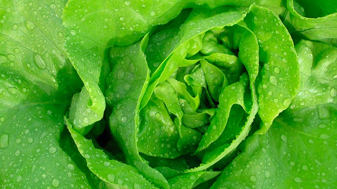 ბიოწარმოება, სალათის, ფურცელი