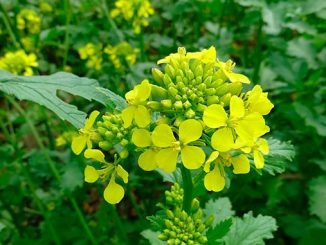 მწვანე, საუქი, სიდერატები, საქართველო