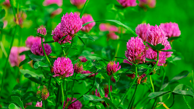 სიდერატები, ვენახში