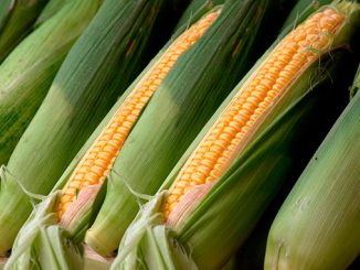 სიმინდი, მსოფლიო, წარმოება