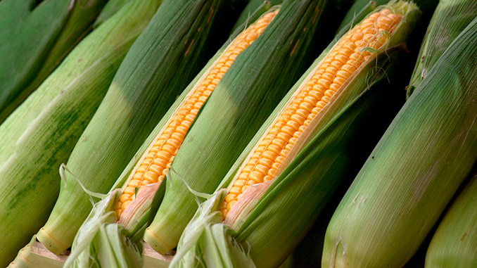 სიმინდი, მსოფლიო, წარმოება