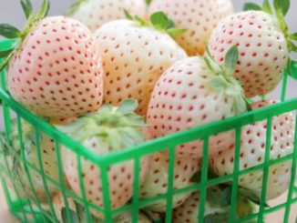 თეთრი, მარწყვის, ბაზარი