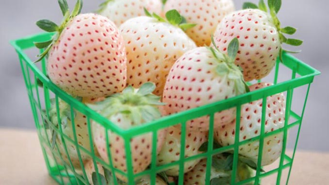 თეთრი, მარწყვის, ბაზარი