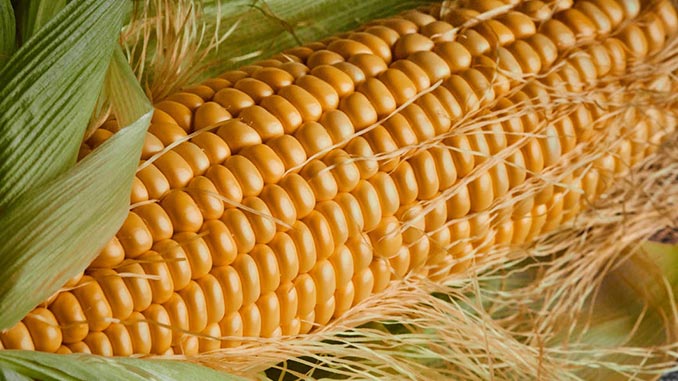 თურქეთი, უკრაინა, სიმინდი