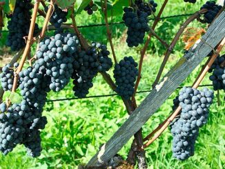 პინო, ნუარი, ვაზის, ჯიში